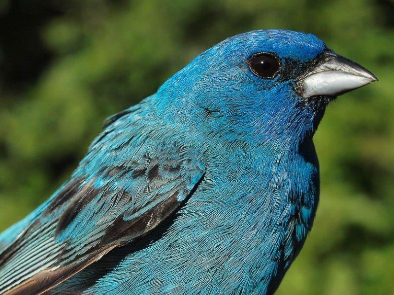 MBO regularly has at least one breeding pair of Indigo Buntings, and the males are among the few species that continue to sing regularly well into August. One of the adult males was among the birds banded in the first week of our 11th Fall Migration Monitoring Program (Photo by Simon Duval)