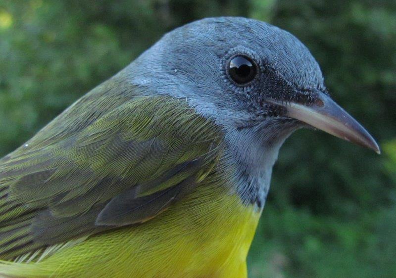 The most uncommon bird banded in the opening week was this Mourning Warbler; no more than 14 have been banded in any fall season. (Photo by Lisa Keelty)