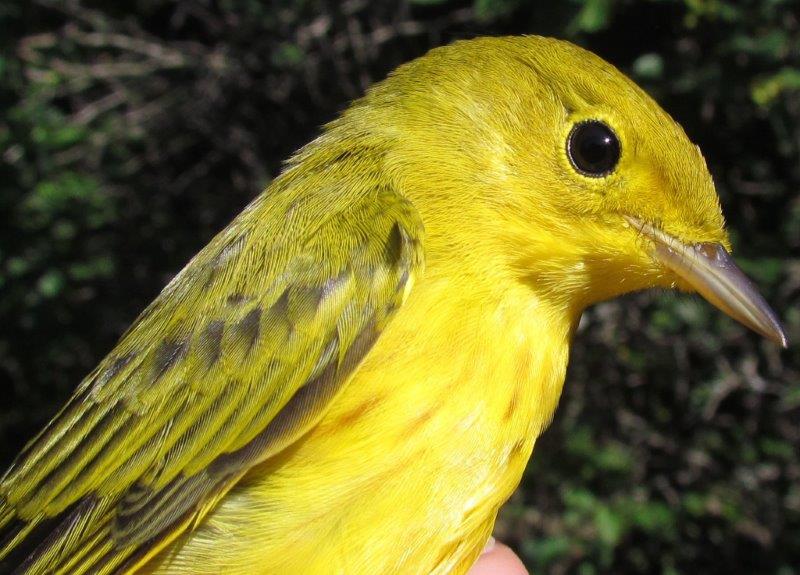 Although it is only the first week of August, we will soon be saying goodbye to Yellow Warblers, one of the earliest species to head south. (Photo by Lisa Keelty)