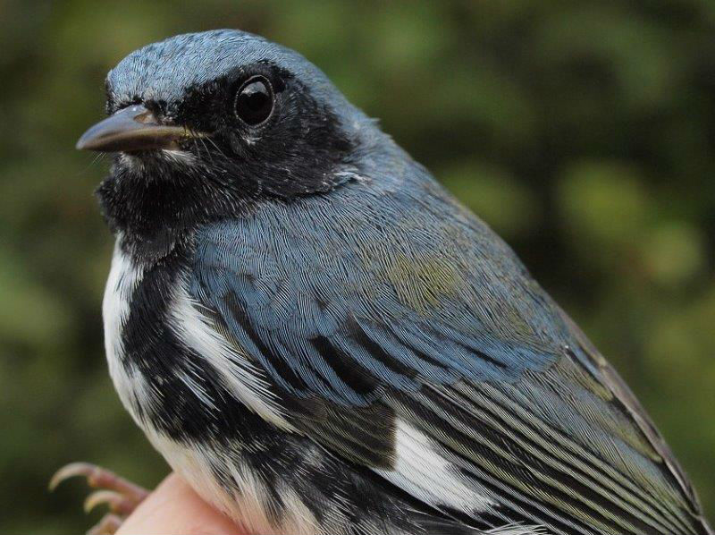 Black-throated Blue Warblers are among the few warblers that typically are present for at least two-thirds of the fall season at MBO. However, the peak of their migration is on average around mid-September, so it’s always nice to see one early in the season (Photo by Simon Duval)