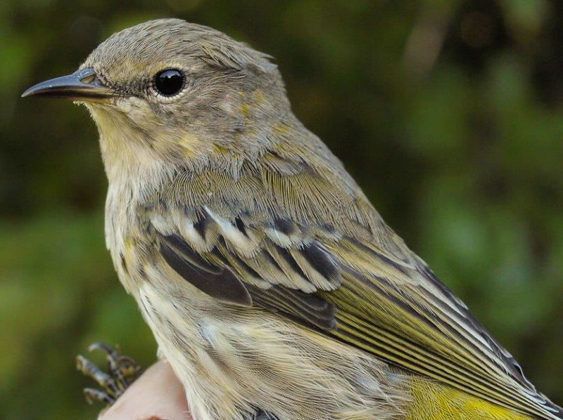 In 2011 and 2013 we saw strong spikes in Cape May Warbler numbers, presumably in response to the spruce budworm outbreak in Quebec, although in 2012 and 2014 the counts were more modest. Are we in for another high year in 2015? (Photo by Simon Duval)