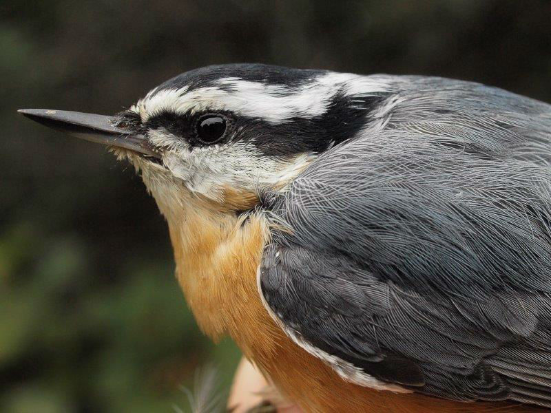 This Red-breasted Nuthatch was the star of the week, our first banded at MBO since fall 2012, and only the 12th one overall in 11 years of operation (Photo by Simon Duval)