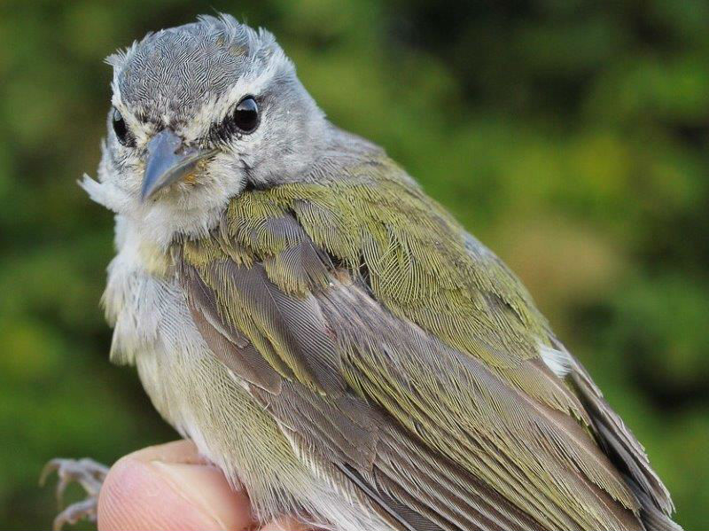 Another impressive bird in week 2 was this Tennessee Warbler, captured 2 years and 359 days after we banded it – and in net D1 both times! Tennessee Warblers do not breed at MBO, but a fair number molt here every fall, and this is another example of a molt migrant showing site fidelity. (Photo by Simon Duval)