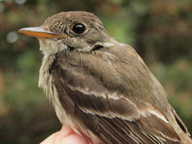 To commemorate our 11th year of standardized migration monitoring at MBO, here is our 11th Eastern Wood-Pewee banded over that period (Photo by Simon Duval)