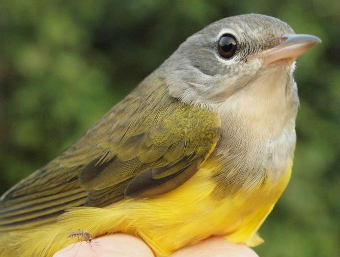 Generally a relatively uncommon species at MBO, this was one of 8 Mourning Warblers banded at MBO this week, a new single-week record (Photo by Simon Duval)