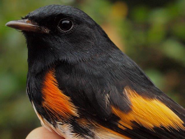 While American Redstart numbers are starting to taper off a bit after a dominant start to fall 2015, we are still banding them almost daily, including this handsome after-hatch-year male (Photo by Simon Duval)