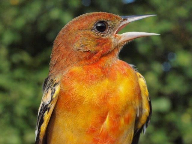 Back in August 2006, we documented a number of unusually reddish Baltimore Orioles, eventually leading to a research paper on the subject. We have seen fewer such individuals in recent years, but the one above from this week is as boldly coloured as any we have seen. (Photo by Simon Duval)