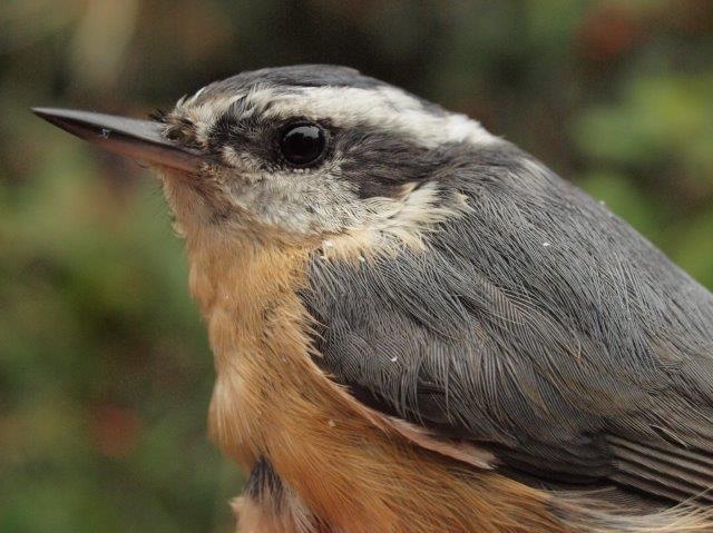 This is shaping up as a good fall for Red-breasted Nuthatches, with three individuals banded in August, and two of them (including this female) hanging around and recaptured this week (Photo by Simon Duval)
