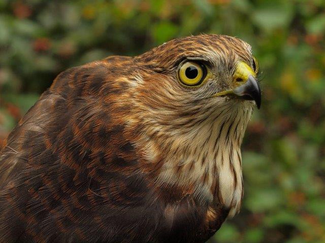 Our first Sharp-shinned Hawk banded this fall; for the third year in a row none were banded in August, but last year the season record was set with 18 banded in September and October, therefore many more may yet be on the way this fall as well. (Photo by Simon Duval)