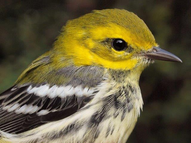 One of only four Black-throated Green Warblers banded so far this fall, but the peak of their migration is yet to come (Photo by Simon Duval)