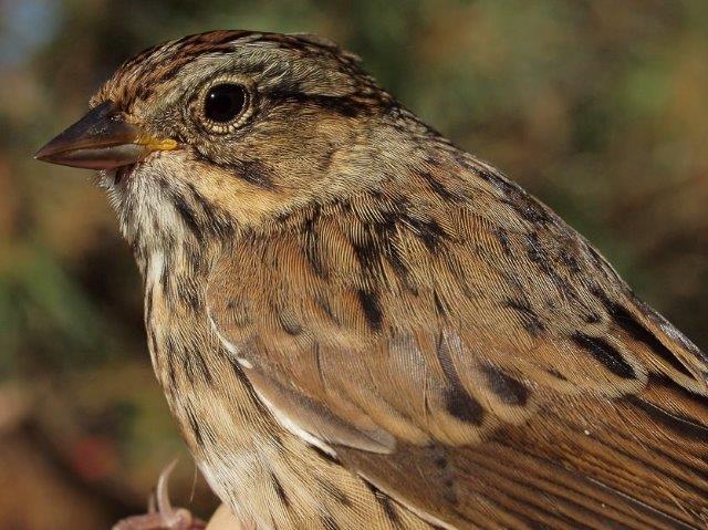 Our first Lincoln’s Sparrow of the season reflects a transition to the middle phase of fall migration (Photo by Simon Duval)