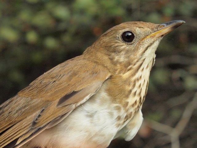 One of another four Veery banded this week, extending the new season record to 31, far ahead of the old high of 25 set just last year (Photo by Simon Duval) 