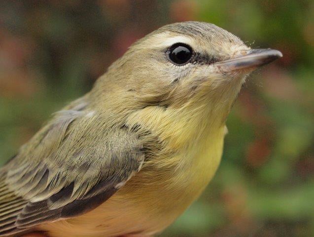 Generally the least common of the four vireo species at MBO, Philadelphia Vireos have been particularly scarce this fall, so it was encouraging to finally band four of the this week (Photo by Simon Duval)