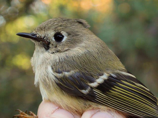 A reliable sign of transitioning to the middle period of fall migration is the arrival of groups of Ruby-crowned Kinglets (Photo by Simon Duval)