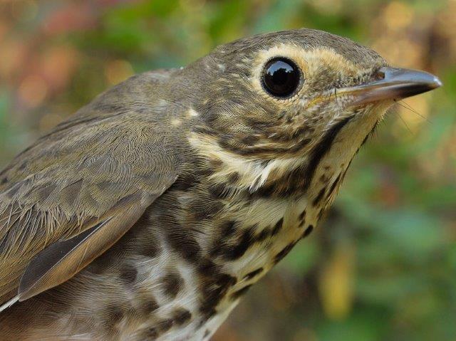 This is turning into another memorable fall migration for thrushes, most notably Swainson’s Thrush, with another 41 banded this week alone (Photo by Simon Duval)