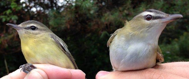 Banding provides a welcome opportunity to compare species side-by-side, int his case Philadelphia Vireo on the left and Red-eyed Vireo on the right (Photo by Gay Gruner)
