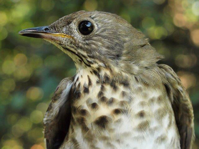 While Swainson’s Thrushes were dominating this week, Gray-cheeked Thrushes were also moving in higher than usual numbers, with 7 individuals banded this week alone (more than in seven entire fall seasons), including this one (Photo by Simon Duval)