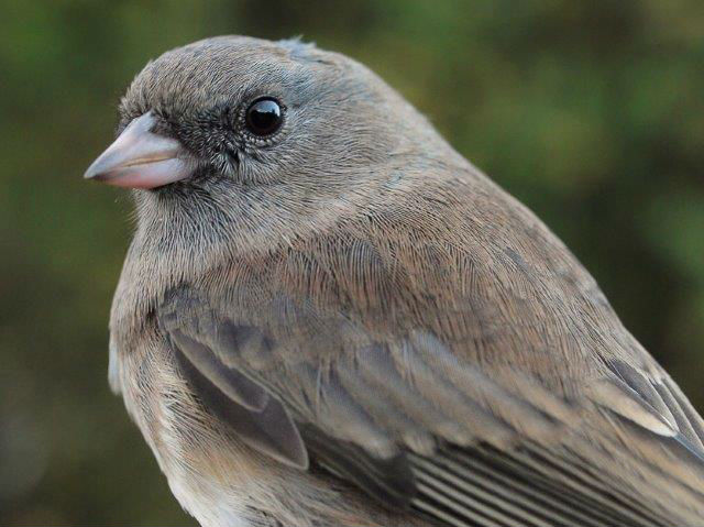The arrival of Slate-colored Juncos this week was among the key signs of the advancing season, despite the continuing warm weather and green leaves (Photo by Simon Duval)