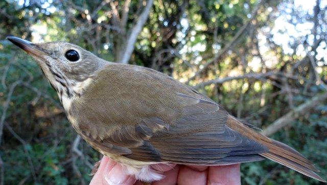 With near-record numbers of Swainson’s Thrushes migrating through MBO this fall, we are curious to see whether Hermit Thrushes will show a similar spike, now that their migration period is beginning (Photo by Simon Duval)