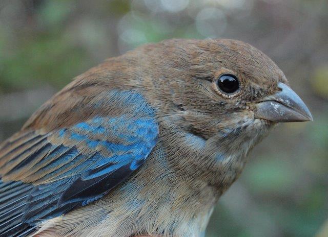 The number of Indigo Buntings observed and banded this week was above average, and included this nicely marked after-hatch-year male (Photo by Simon Duval)