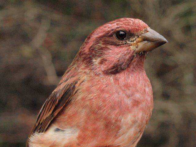  It was a great week at MBO for Purple Finches, with 8 individuals banded, the most for a single week since fall 2012 (Photo by Simon Duval)