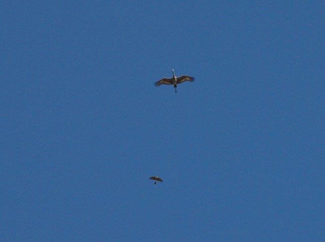 The highlight of the week was this Sandhill Crane flying over MBO, seemingly being escorted by a Cooper’s Hawk. It was only the fourth Sandhill Crane observed at MBO in 11 years, although the second sighting for 2015 (Photo by Simon Duval)