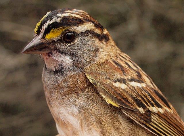 As with a number of other northern species, we are seeing a higher than usual proportion of adult White-throated Sparrows this fall, suggesting that breeding success was lower than normal (Photo by Simon Duval)