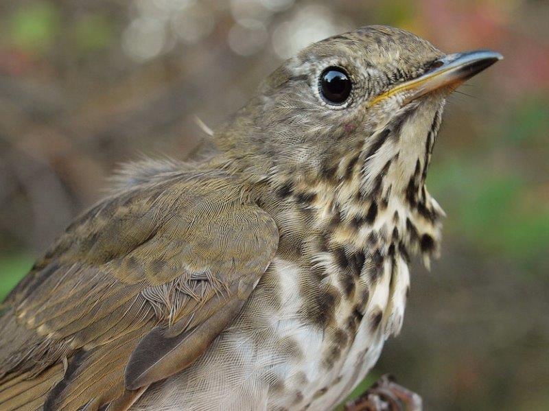 The banding highlight of the week was this Bicknell’s Thrush, only the sixth one ever banded at MBO (Photo by Simon Duval)