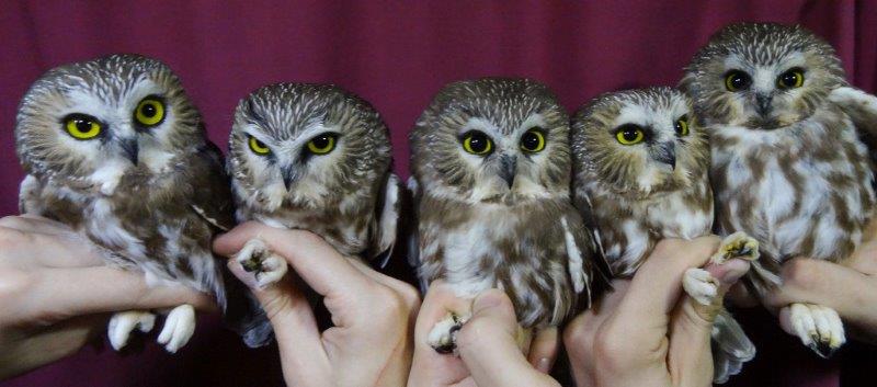 Five Northern Saw-whet Owls, as part of our busy night on October 14 (Photo by Simon Duval)