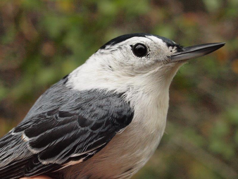 lthough a year-round resident at MBO, White-breasted Nuthatches are only occasionally banded; this week was only the second time in MBO’s history that two were banded in a single week (Photo by Simon Duval)