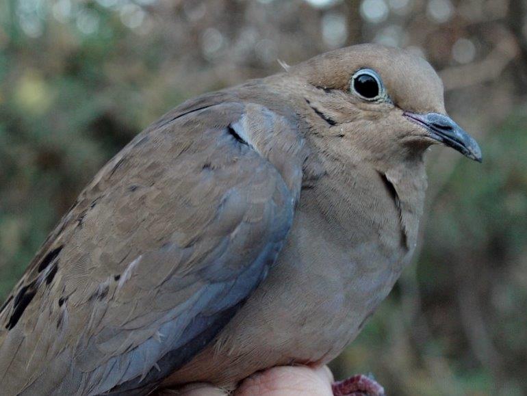 Although Mourning Dove is a year-round resident at MBO and particularly common in October, this is only the second one banded in the 11-year history of the Fall Migration Monitoring Program (Photo by Simon Duval)