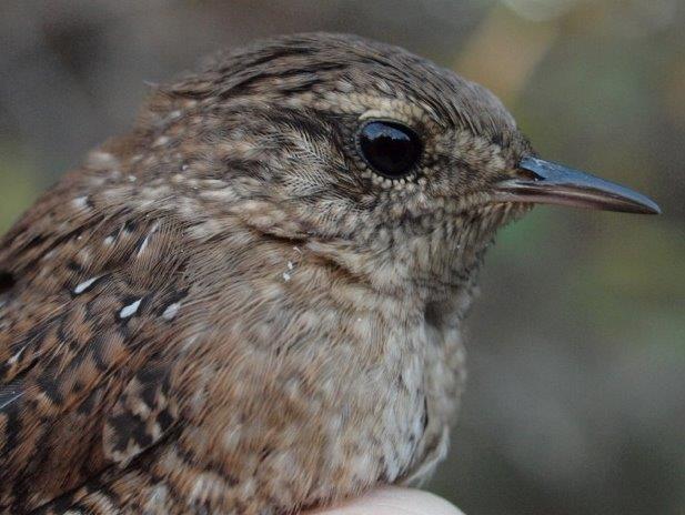 Like many boreal species, Winter Wrens have been scarcer than usual this fall; this was one of three banded this week, among a season total to just five (Photo by Simon Duval) 