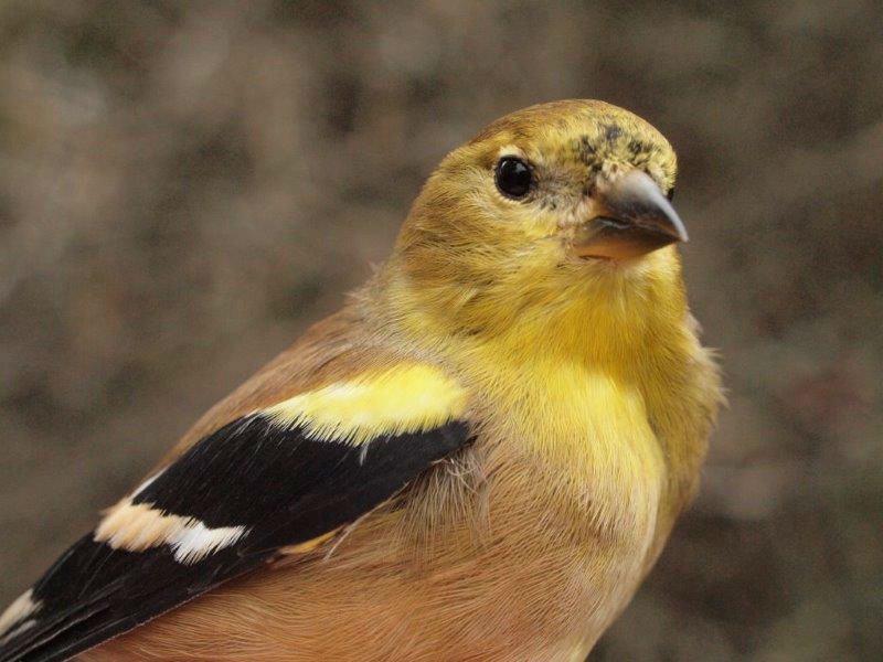 American Goldfinch numbers were up and down over the course of the season; this was the 71st individual banded this fall, which is slightly more than the ten-year mean of 61 for the season (Photo by Simon Duval)