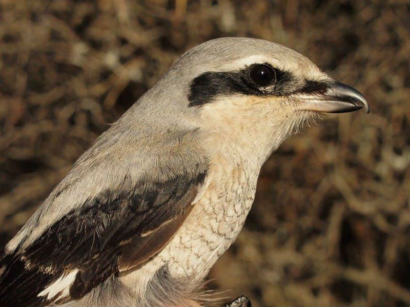 This marked the seventh time in 11 years that a single Northern Shrike was banded in week 13; for a change, this one was an adult (Photo by Simon Duval)