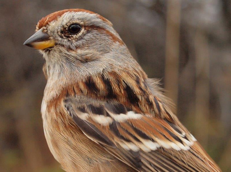 This American Tree Sparrow was banded at MBO in January 2010, and returned this week for the seventh year in a row! (Photo by Simon Duval)