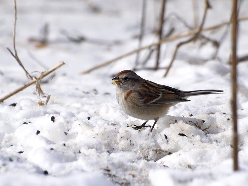 Conditions remain winter-like at MBO, with this American Tree Sparrow among many birds foraging for seeds on the bed of remaining snow (Photo by Simon Duval)