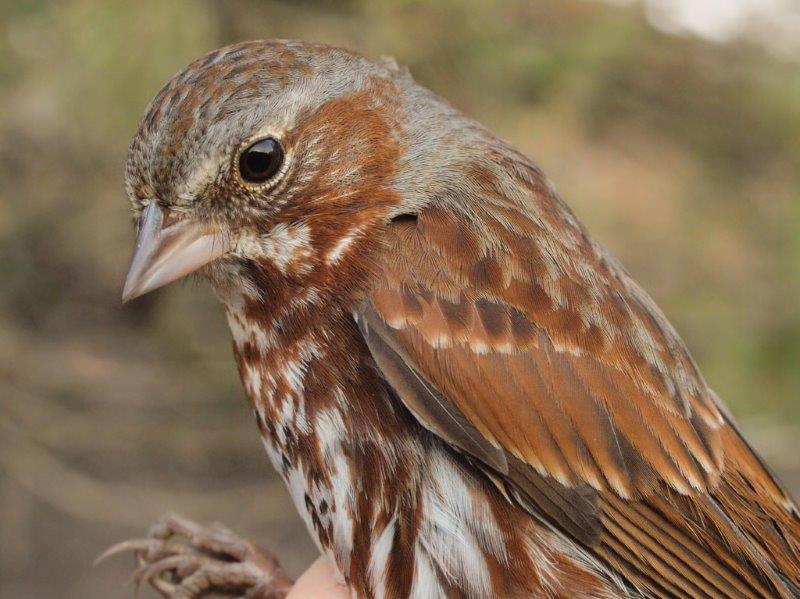 Fox Sparrows dominated the first week of banding this spring (Photo by Simon Duval)