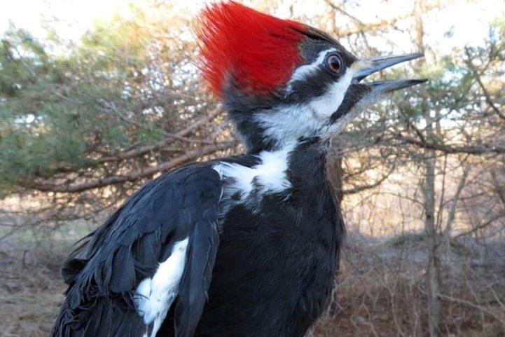 The rarest capture in week 5 was this Pileated Woodpecker (Photo by Gay Gruner)