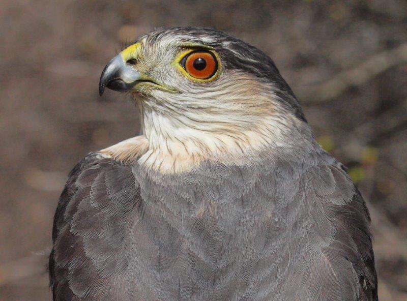 Our first raptor banded in 2015 was this nice after-second-year Sharp-shinned Hawk (Photo by Simon Duval)