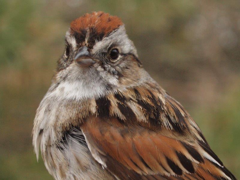 There are always a couple of resident Swamp Sparrows at MBO from spring through fall, as well as a number of additional migrants passing through; time will tell which category this one banded this week belongs to (Photo by Simon Duval)