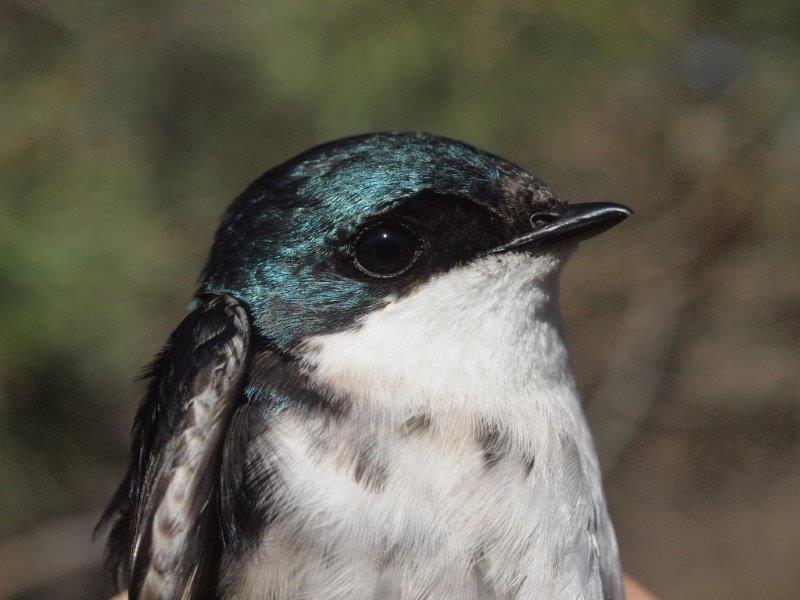 Although arriving somewhat later this spring, Tree Swallows are starting to return to MBO, and we hope at least some pairs will nest on site this year (Photo by Simon Duval)