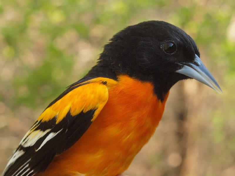 The final day of the week brought us this gorgeous after-second-year male Baltimore Oriole, our first of the year (Photo by Simon Duval) 