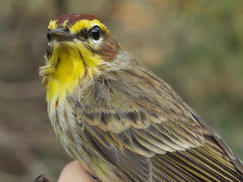 Similarly, Palm Warbler is much more common at MBO in fall than spring; this Western Palm Warbler banded on May 5 was only the 7th banded in 11 years of spring migration monitoring (Photo by Simon Duval)