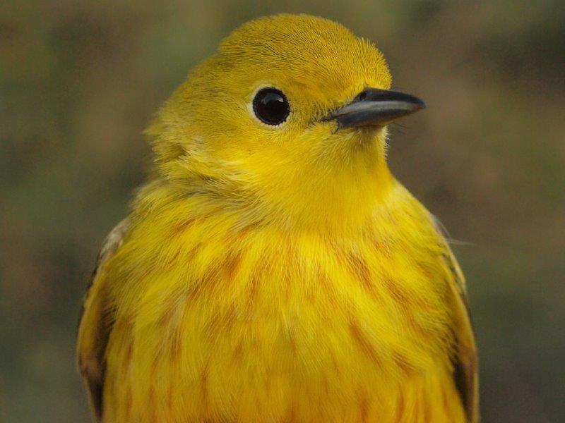 Yellow Warbler is the most common breeding warbler at MBO – will this early arrival hang around, or continue flying farther north? (Photo by Simon Duval)
