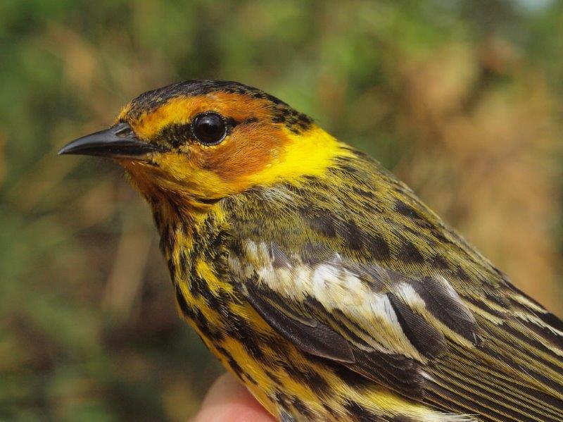 We have only once previously banded more than a single Cape May Warbler in a week in spring (in 2012), so it was a pleasant surprise to be able to compare the male (above) and female (below) banded this week (Photo by Simon Duval)