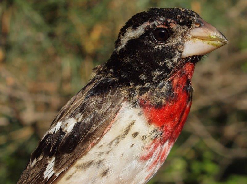 Some species are much easier to age and sex in spring than others – the mottled reddish throat and breast of this Rose-breasted Grosbeak, combined with the extensive patches of brown on the back and wings clearly identify this as a second-year male (Photo by Simon Duval)