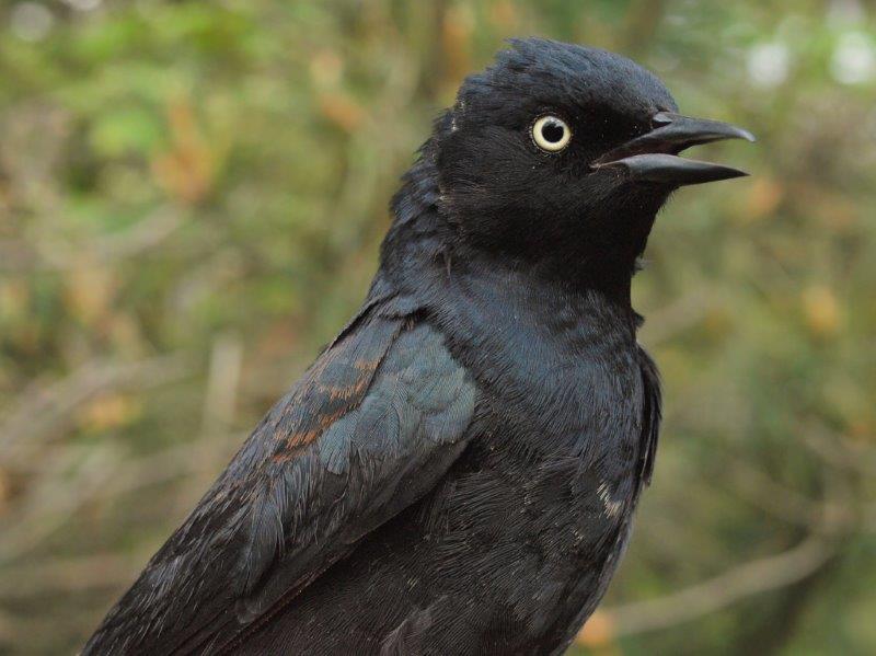 This Rusty Blackbird was only the 15th ever banded at MBO, making it overall the rarest bird of the week – however, this is the third time in the past four years that at least one has been banded during the Spring Migration Monitoring Program (Photo by Simon Duval)