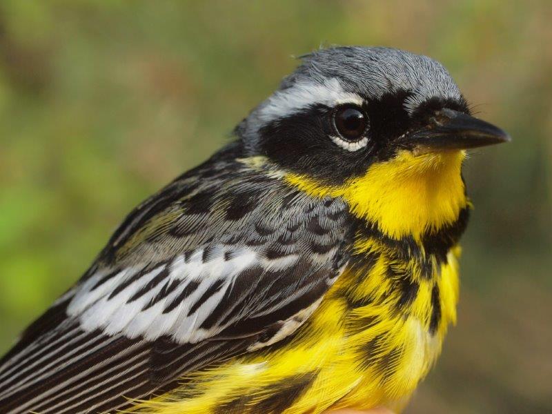 Magnolia Warbler, one of the three warbler species that dominated this week’s banding results (Photo by Simon Duval)