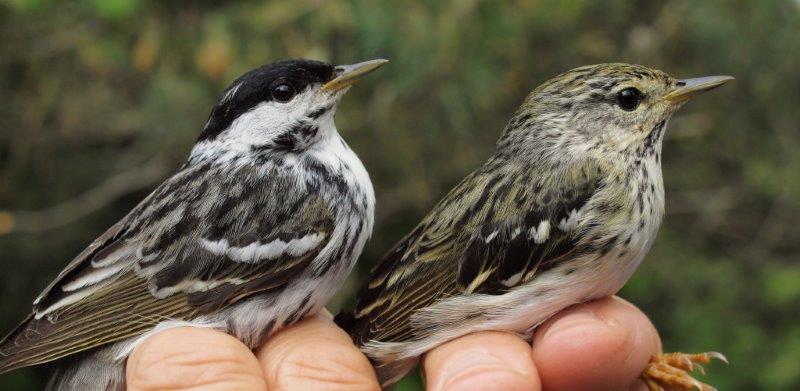 A sure sign that spring migration is approaching its end is the arrival of Blackpoll Warblers, such as this male (left) and female (right) banded at MBO this week (Photo by Simon Duval)