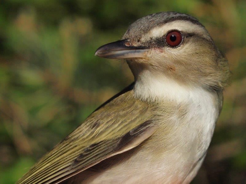 Although common at MBO throughout much of fall migration, Red-eyed Vireos are late spring arrivals, and are therefore usually banded in small numbers each year; the four banded this week tied a single-week high for the season reached twice previously (Photo by Simon Duval)